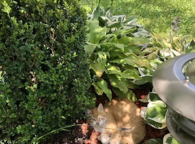 Appartamento Goldsberghof Pöllauberg